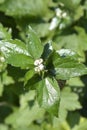 Japanese anemone Koenigin Charlotte